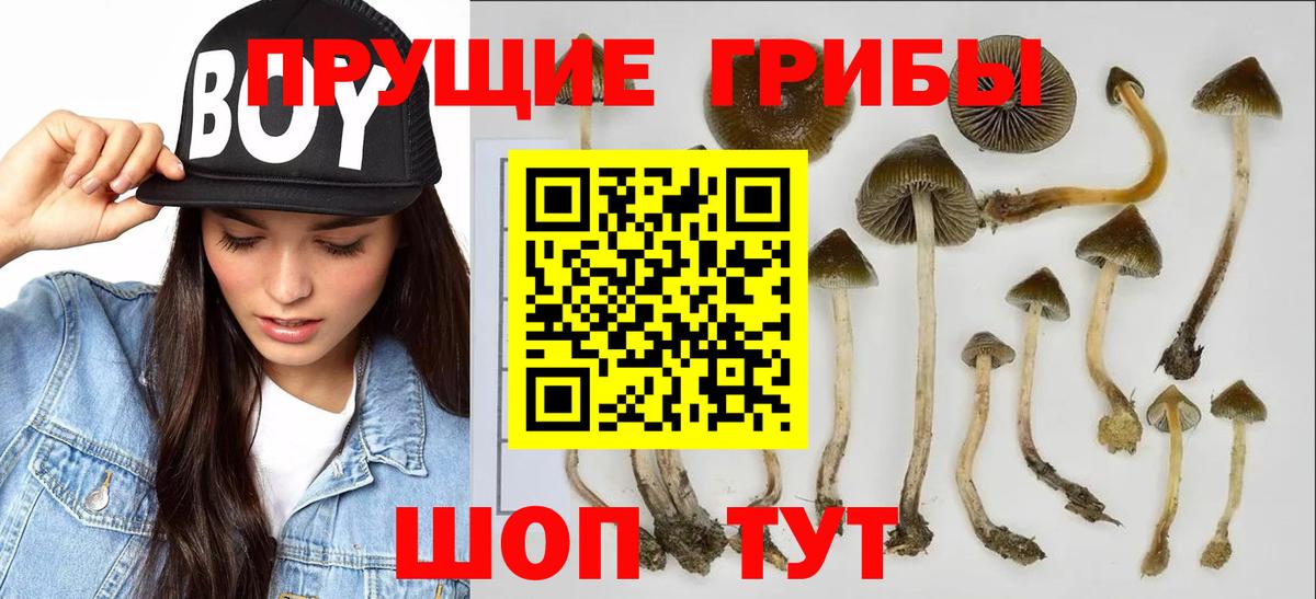 Галлюциногенные грибы Cubensis Москва
